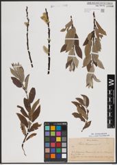 Foto von Salix lapponum L.